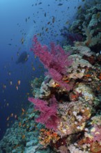 Klunzinger's Tree Coral (Dendronephthya klunzingeri) and shoal, group of sea goldie (Pseudanthias