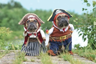 Funny French Bulldog dogs dressed up with pirate and pirate bride costumes with hat, hook arm and