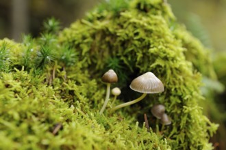 Mushrooms emerging from a fresh mossy background in a detailed natural environment, Pointed cone