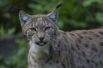 One Eurasian (Carpathian) lynx, Lynx lynx carpathicus, standing in lush vegetation with tree logs
