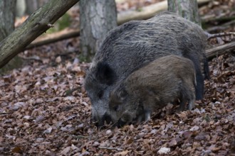 Wild boar (Sus scrofa), female with young boar, Daun, Germany, Europe