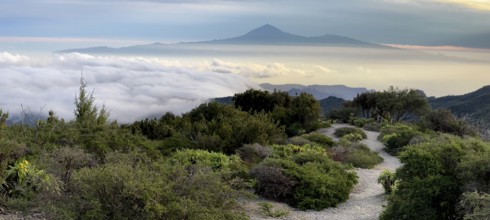 Sunrise, view of Mount Teide from Alto de Garajonay, Tenerife, Garajonay National Park, La Gomera,