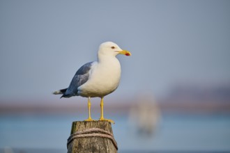 Yellow-legged gull (Larus michahellis) sitting on a wood, Venice, Italy, Europe
