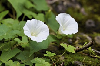Flowers of two white larger bindweeds (Calystegia sepium), Switzerland, Europe