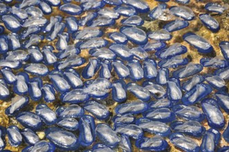 Sail jellyfish (Velella velella) washed up on the beach near Bonifacio, Corsica, Mediterranean Sea,