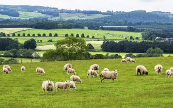 Sheeps and Farms in Yorkshire Dales National Park, North Yorkshire, England, United Kingdom, Europe