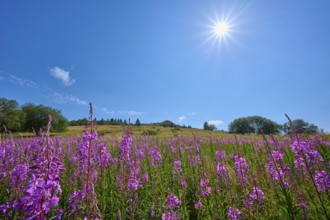 Blooming sally (Epilobium angustifolium), meadow in front of a hill under a clear sky, Abtsroder