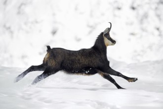 Alpine chamois (Rupicapra rupicapra) female in dark winter coat running down snow covered mountain