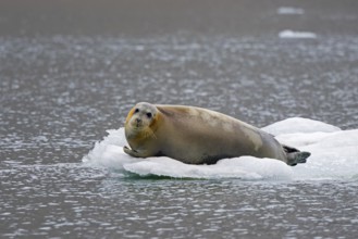 Bearded seal (Erignathus barbatus) resting on ice floe along the coast of Svalbard, Spitsbergen