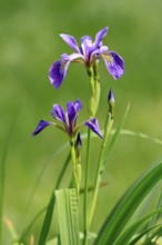 American marsh iris (Iris versicolor), flower, in bloom, at a pond, Ellerstadt, Germany, Europe