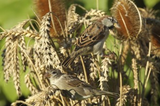 House sparrow (Passer domesticus) female and male foraging in a wheat field, Allgäu, Bavaria,