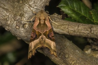 An agate owl (Phlogophora meticulosa) with camouflage patterns on a tree trunk, Baden-Württemberg,