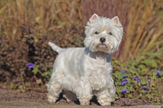 West Highland White Terrier, White Highland Terrier, Westie