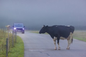 A Holstein Friesian cow is standing on a road and blocking traffic. Eng Valley, Austria, Europe