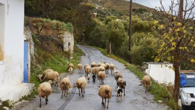 A flock of sheep moves along a country road in an autumn landscape, sheep (e) or goat (n), ovis,