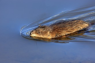 Muskrat (Ondatra zibethicus) adult, swimming, in the water, foraging, Moss Landing, Monterey,