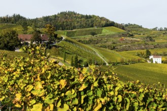 Vineyards and winery with palm trees and cypresses in autumn, Blankenhornsberg, near Ihringen,