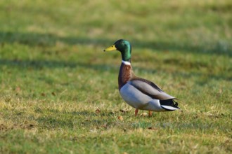 Mallard (Anas platyrhynchos), standing on a green meadow outdoors, spring, Bavaria, Germany, Europe