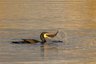 Bird has just caught fish in its beak, water splashes high during the hunt, Cormorant,