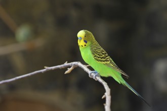 Budgerigar (Melopsittacus undulatus), adult, natural colours, on a branch, captive, occurrence in