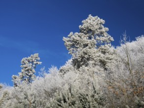 Mixed woodland covered in hoarfrost against a deep blue sky in winter, beside Breuna, North Hesse,