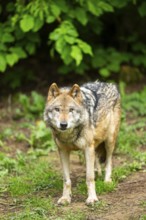 European gray wolf (Canis lupus lupus) in the forest, Germany, Europe