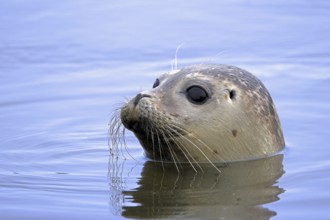 Young common seal, harbour seal (Phoca vitulina) close-up of juvenile swimming in the North Sea