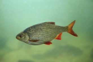 Common rudd (Scardinius erythrophthalmus), bentho-pelagic freshwater fish native to Europe and