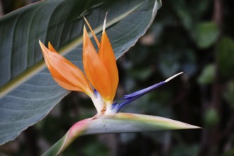 Bird of paradise flower, Strelitzia (Strelitzia reginae), Germany, Europe