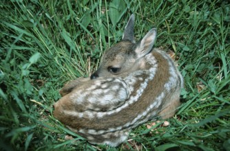 Roe Deer (Capreolus capreolus) fawn, Lower Saxony Lower Saxony, Germany, Europe
