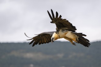 Bearded Vulture (Gypaetus barbatus) adult bird in flight with mountains in the backround, Pyrenees,