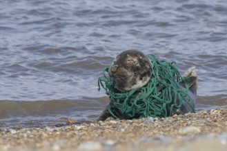 Grey seal (Halichoerus grypus) adult animal sleeping on a beach with netting wrapped around its