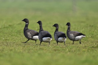 Brent geese (Branta bernicla), standing on a meadow, West Frisian Islands, province of North