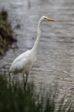 Great White Egret (Ardea alba), Emsland, Lower Saxony, Germany, Europe