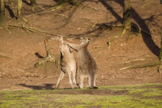Two Eastern Gray Kangaroos, Macropus giganteus, fighting in a meadow in the late light