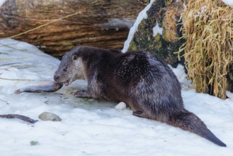 On a sunny day an otter (Lutra lutra) sits in the snow in front of a root of a dead tree and eats a