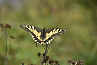 Swallowtail (Papilio machaon) seen in Berchtesgaden National Park, Bavaria, Germany, Europe
