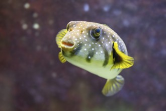 White-spotted puffer fish (Arothron hispidus) swimming under water, captive, Germany, Europe