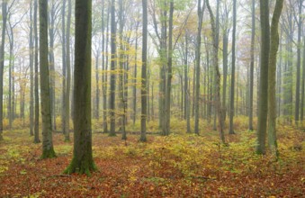 Near-natural deciduous forest in autumn with colourful leaves, copper beech (Fagus sylvatica), fog