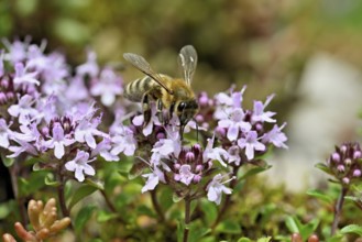 Honey bee (Apis mellifera), collecting nectar on wild thyme (Thymus pulegioides), Switzerland,