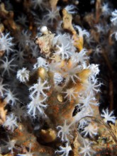 Close-up of blooming coral polyps of snowflake coral (Carijoa riisei), with striking patterns, dive