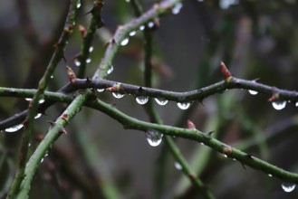 Branches with water drops, rainy weather, winter, Germany, Europe