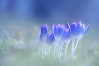 Crocus blossom, February, Germany, Europe