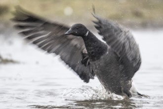 Brent goose (Branta bernicla), Amrum, Schleswig-Holstein, Germany, Europe