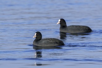 Two Eurasian coots, common coot (Fulica atra) swimming in lake in winter