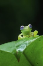 Ghost Glass Frog (Sachatamia ilex) sitting on leaf, Costa Rica, Central America