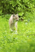 Eurasian lynx (Lynx lynx) walking through the grass, Bavaria, Germany, Europe
