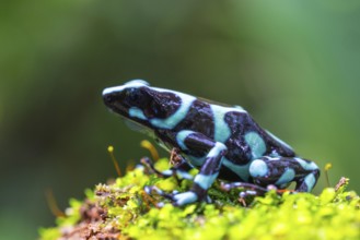Golden tree climber (Dendrobates auratus), frogs (Rana), Alajuela, Costa Rica, Central America