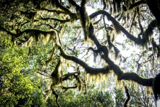 Laurel trees with mosses and lichens, Garajonay National Park, La Gomera, Canary Islands, Spain,