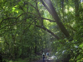 Jungle, light and haze, hiker, Tangoko National Park, Sulawesi, Indonesia, Asia